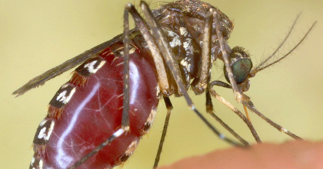 Giant mosquitoes have bone-piercing blood