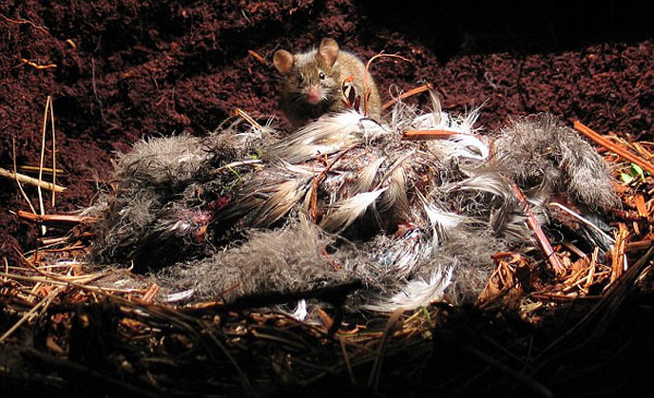 Giant mouse 'occupies' the island in the Atlantic Ocean