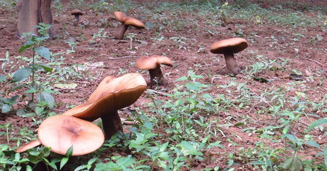 Giant mushrooms appear in mass in Hue