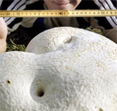 Giant mushrooms are found in Russia