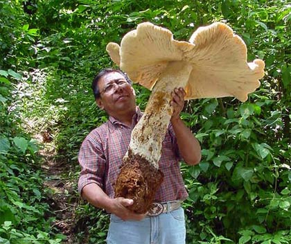 Giant mushrooms