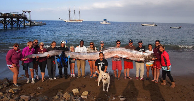 Giant oars fish predicting earthquakes in the Philippines?