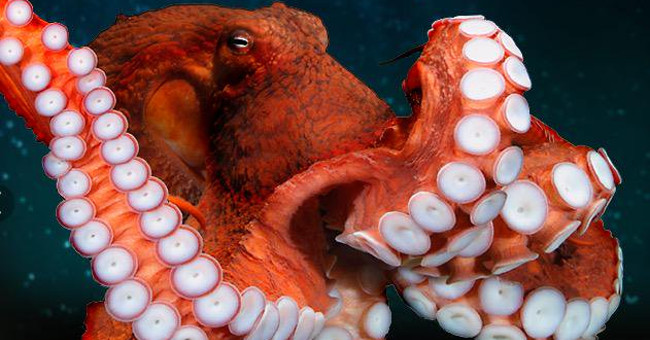 Giant octopus is not mated because it is easy to eat mates