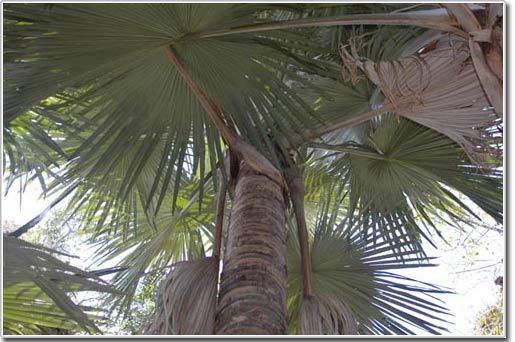 Giant palm on Madagascar island