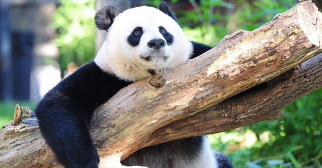 Giant panda has disappeared in the Red Book