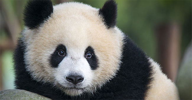 Giant pandas can differentiate through cries