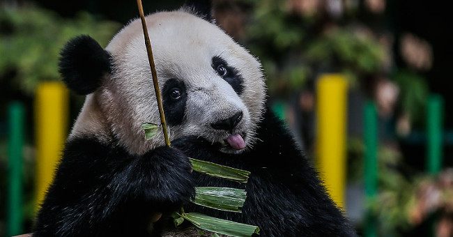 Giant pandas may originate from Europe