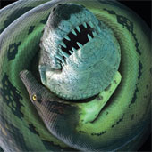 Giant prehistoric crocodile