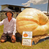 Giant pumpkin more than 700kg