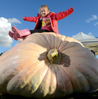 Giant pumpkin weighs more than 850kg