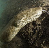 Giant python armor 8m long