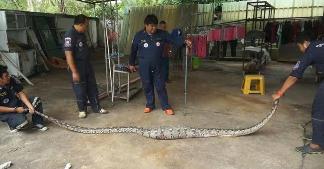 Giant python 'car sickness', emitting an unexpectedly large animal