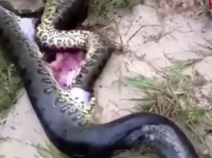 Giant Python lost its life because of swallowing the same kind