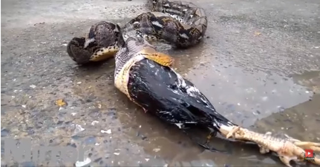 Giant pythons twisted themselves, fighting from the belly