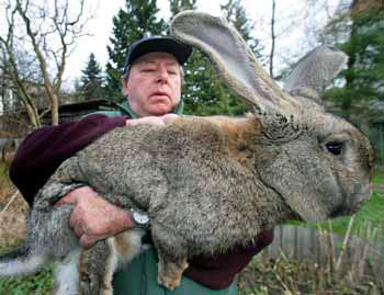 Giant rabbit
