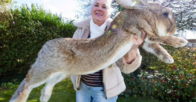 Giant rabbits died on United Airlines aircraft may be due to stress