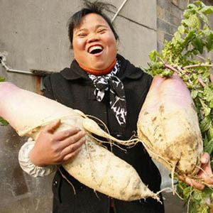 Giant radish in China