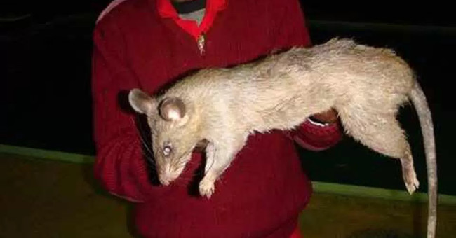Giant rat eat meat 3 months old baby in South Africa