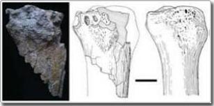 Giant rhino fossils in Anatolia