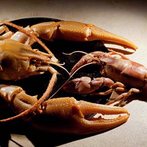 Giant river shrimp image