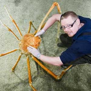 Giant sea crab long by car