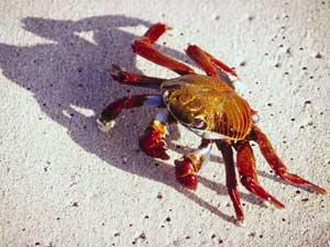 Giant sea crabs 'invaded' Europe