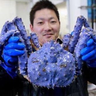 Giant sea crabs with fishermen nets