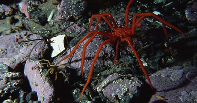 Giant sea spider in Antarctica