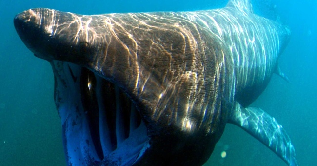 Giant sharks appear next to Trump billionaire golf course