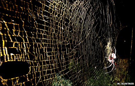 Giant silk spider