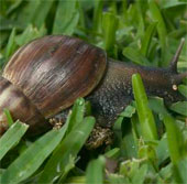 Giant snail inflicting in America