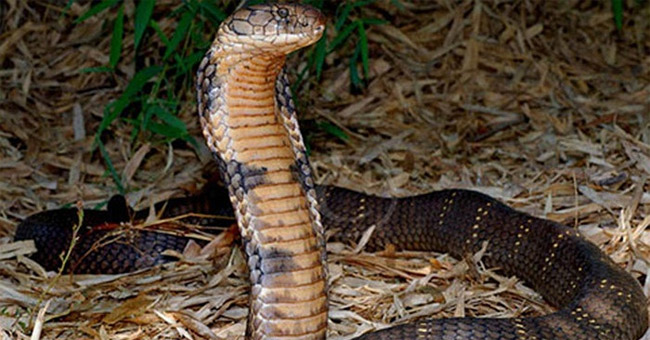 Giant snake squash protects Phong Nha - Ke Bang forest