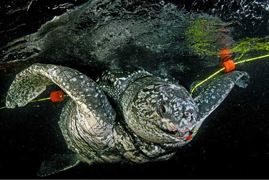 Giant snakehead sea turtle