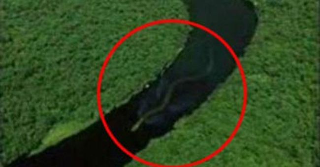Giant snakes appear in Malaysia?