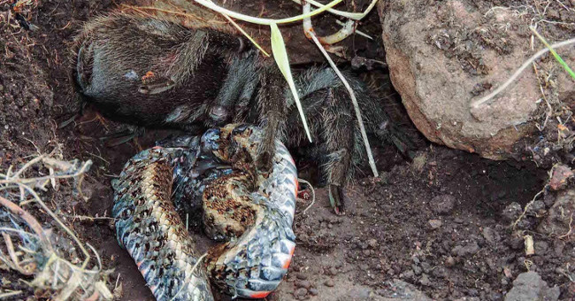 Giant spider discharge snake meat - the science scene has never been seen before