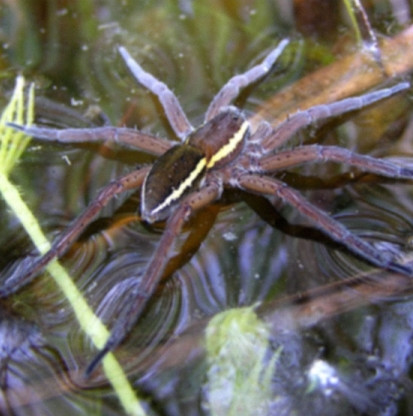 Giant spider revives in England