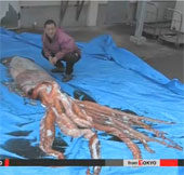 Giant squid appeared again, Japanese people feared