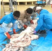 Giant squid in Japan