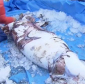 Giant squid is back in Japan