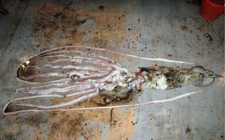 Giant squid is nearly 6 m long