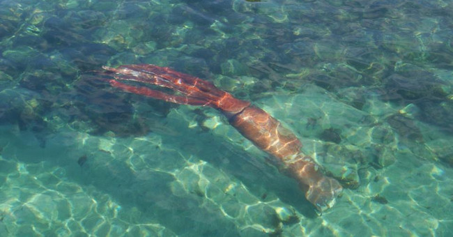 Giant squid washed ashore after a battle with the same type