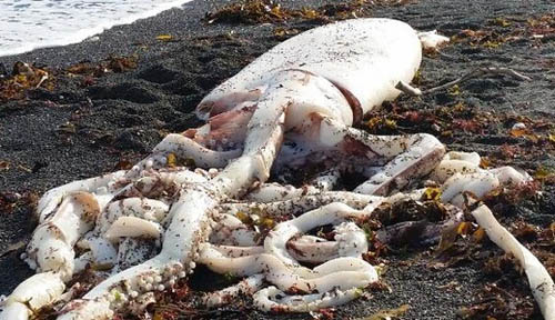 Giant squid washed up the coast of New Zealand