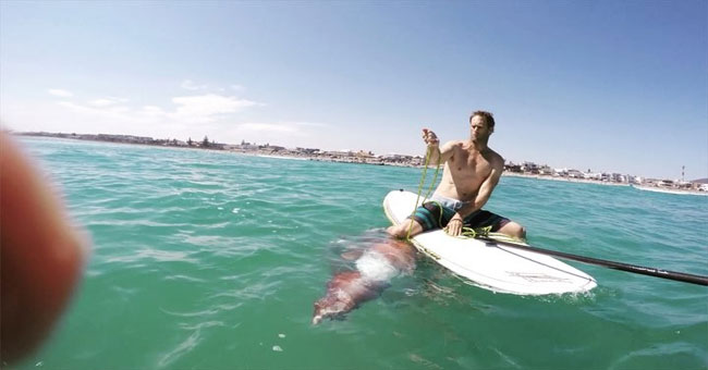 Giant squid wounded by skateboarder surfers on shore