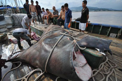 Giant stingray caught in China