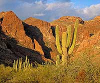 Giant succulents desert areas