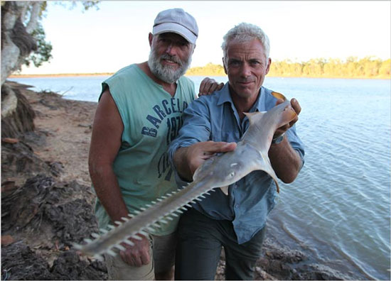 Giant swordfish in Australia