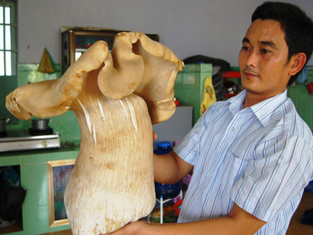 'Giant' termite mushroom weighs 3.5kg