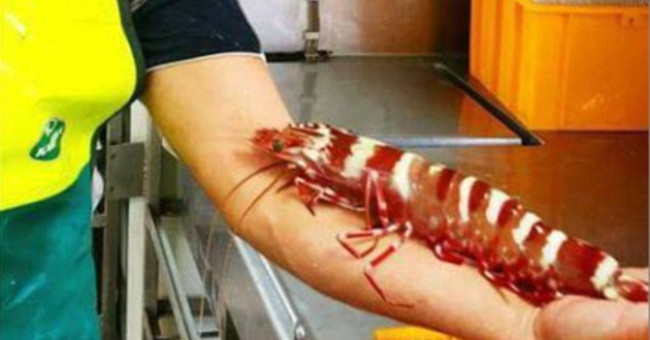 Giant tiger prawns are longer than Australian fishermen's forearm