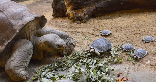 Giant tortoise took over the position of mother at the age of 80