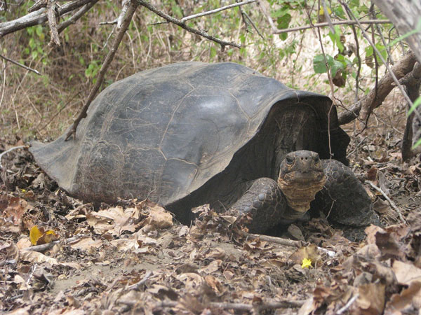 Giant turtles reappear after 150 years of extinction